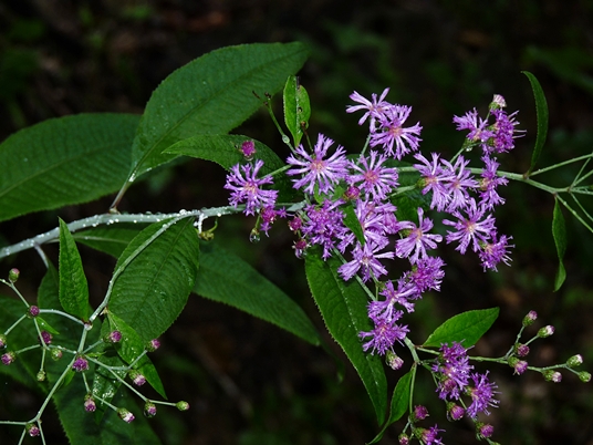 {Vernonia flaccidifolia}